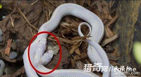 中国最毒的蛇:眼镜王蛇只能排第三233 / 作者:UFO来啦 / 帖子ID:61789 中国最毒的蛇:眼镜王蛇只能排第三233 / 作者:UFO来啦 / 帖子ID:61789
