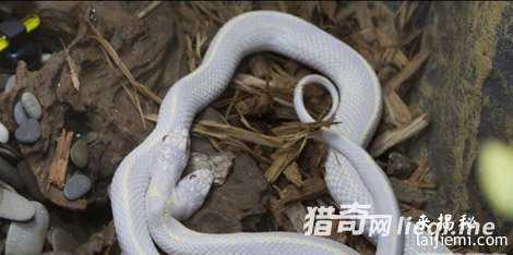 中国最毒的蛇:眼镜王蛇只能排第三143 / 作者:UFO来啦 / 帖子ID:61789 中国最毒的蛇:眼镜王蛇只能排第三143 / 作者:UFO来啦 / 帖子ID:61789