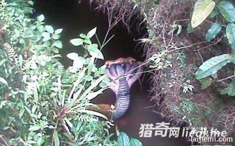 中国最毒的蛇:眼镜王蛇只能排第三233 / 作者:UFO来啦 / 帖子ID:61789 中国最毒的蛇:眼镜王蛇只能排第三233 / 作者:UFO来啦 / 帖子ID:61789