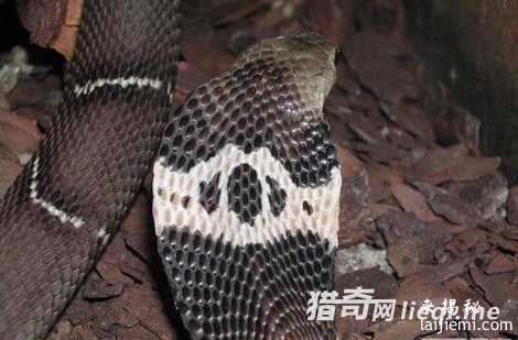 中国最毒的蛇:眼镜王蛇只能排第三410 / 作者:UFO来啦 / 帖子ID:61789 中国最毒的蛇:眼镜王蛇只能排第三410 / 作者:UFO来啦 / 帖子ID:61789