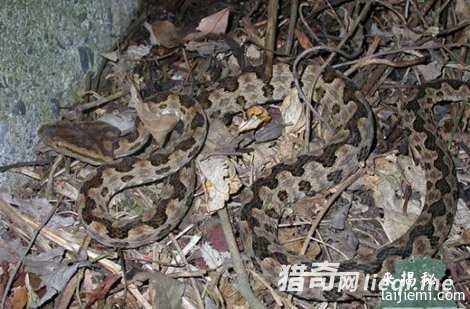 中国最毒的蛇:眼镜王蛇只能排第三403 / 作者:UFO来啦 / 帖子ID:61789 中国最毒的蛇:眼镜王蛇只能排第三403 / 作者:UFO来啦 / 帖子ID:61789