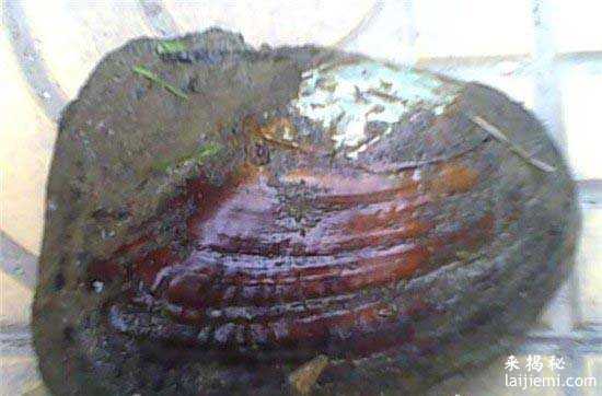 藤壶竟能阉割鲨鱼？ 盘点自然界的八大寄生虫34 / 作者:UFO来啦 / 帖子ID:65701