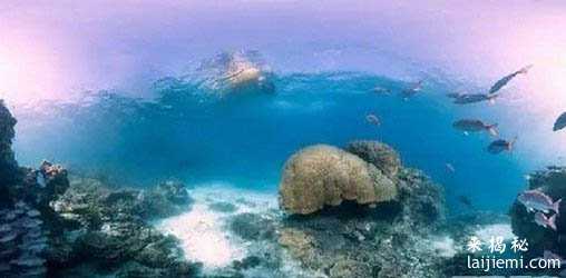 十大海底生物事实 乌贼竟用脑袋消化315 / 作者:UFO来啦 / 帖子ID:62419