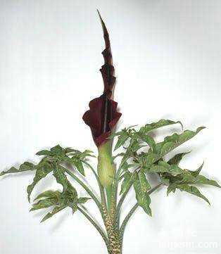 千奇百怪的植物：猴面兰花酷似孙悟空369 / 作者:UFO来啦 / 帖子ID:62492