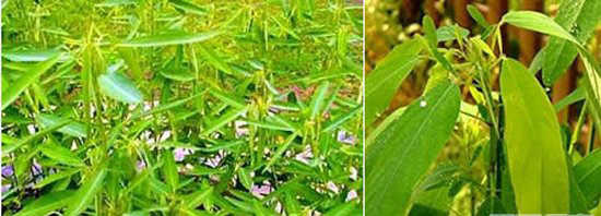 千奇百怪的植物：猴面兰花酷似孙悟空359 / 作者:UFO来啦 / 帖子ID:62492