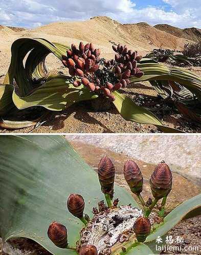 千奇百怪的植物：猴面兰花酷似孙悟空165 / 作者:UFO来啦 / 帖子ID:62492