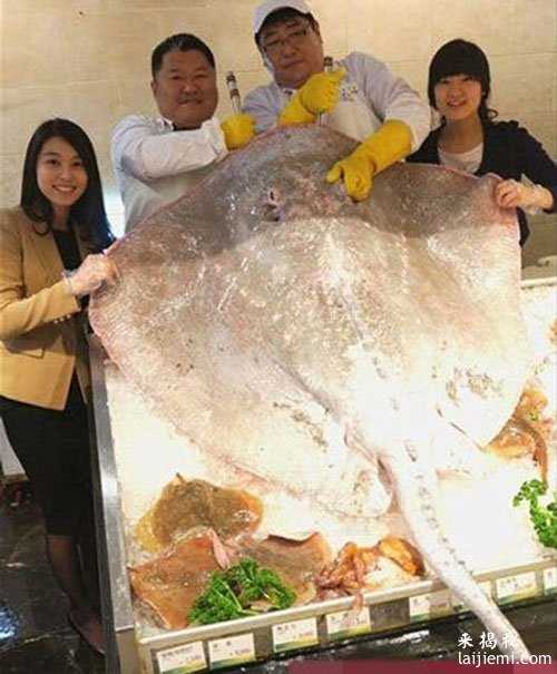 大雨过后 渔民水库边捕获凶残的神秘水怪112 / 作者:UFO来啦 / 帖子ID:63372