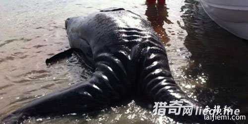大雨过后 渔民水库边捕获凶残的神秘水怪304 / 作者:UFO来啦 / 帖子ID:63372