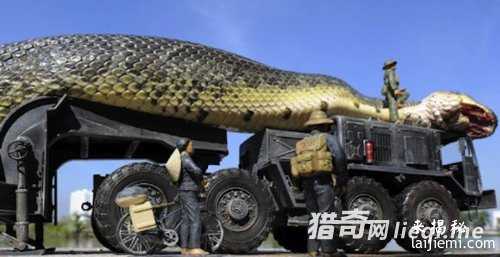 五十余米巨蛇横卧道旁吓坏路人366 / 作者:UFO来啦 / 帖子ID:61890