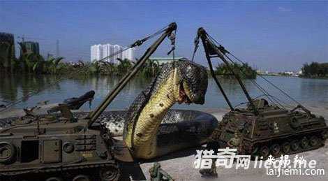 五十余米巨蛇横卧道旁吓坏路人343 / 作者:UFO来啦 / 帖子ID:61890