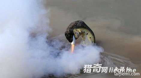 五十余米巨蛇横卧道旁吓坏路人295 / 作者:UFO来啦 / 帖子ID:61890