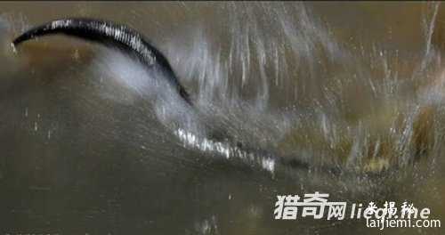 五十余米巨蛇横卧道旁吓坏路人819 / 作者:UFO来啦 / 帖子ID:61890