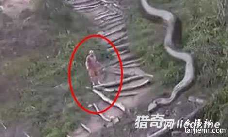 五十余米巨蛇横卧道旁吓坏路人69 / 作者:UFO来啦 / 帖子ID:61890