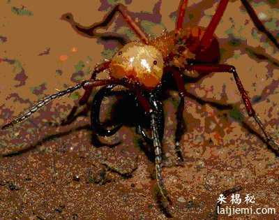 世界上最恐怖的5种虫子595 / 作者:UFO来啦 / 帖子ID:61575