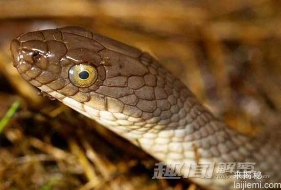 秘鲁惊现太吓人最小青蛙 揭5大奇特怪物571 / 作者:UFO来啦 / 帖子ID:65374