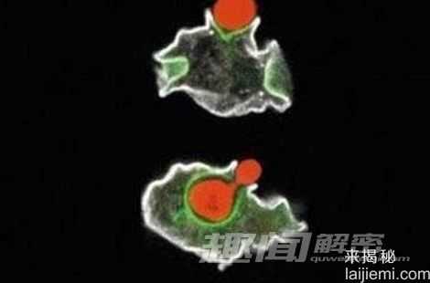 进餐礼仪：八大动植物的恐怖进食特征165 / 作者:UFO来啦 / 帖子ID:65905