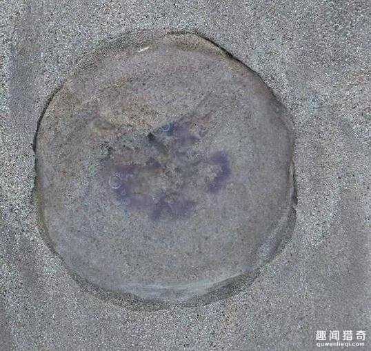 海滩发现透明神秘生物，毒性是河豚的450倍！812 / 作者:UFO外星人爱好者 / 帖子ID:59644