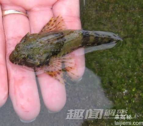 不可思议！七种会走路的神奇鱼类384 / 作者:UFO来啦 / 帖子ID:61313