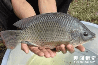 这些在外国泛滥成灾的生物，到了中国却成了美食！302 / 作者:UFO外星人爱好者 / 帖子ID:59133