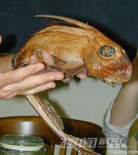 六种最奇特的动物-螺纹齿鲨有电锯牙齿296 / 作者:UFO来啦 / 帖子ID:62283