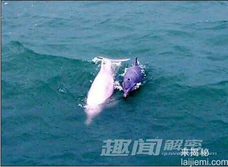 海豚也有粉红色 信不信由你！554 / 作者:UFO来啦 / 帖子ID:64696