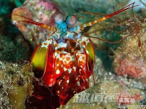 奇异！盘点世界十大色彩斑斓的海洋生物844 / 作者:UFO来啦 / 帖子ID:63453