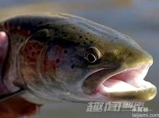 科学探秘 新疆喀纳斯“湖怪” 或为大红鱼464 / 作者:UFO来啦 / 帖子ID:65362