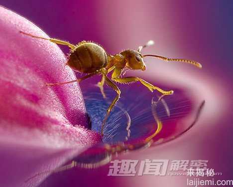 最牛的动物天气预报员 比央视还准942 / 作者:UFO来啦 / 帖子ID:64226