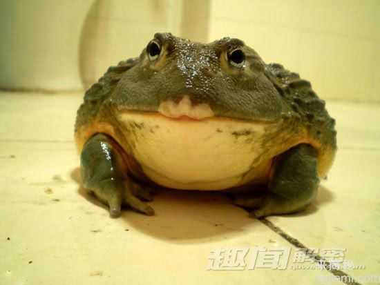 非洲巨型牛蛙 堪称地狱猎食者249 / 作者:UFO来啦 / 帖子ID:66129