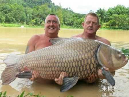 盘点：修炼成精被捕获的十大巨型怪物526 / 作者:UFO来啦 / 帖子ID:65215