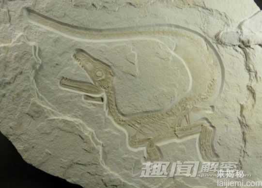 恐龙新发现：用摇尾的方式求爱5 / 作者:UFO来啦 / 帖子ID:63799