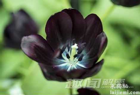 为何花朵很少有黑色的？706 / 作者:UFO外星人爱好者 / 帖子ID:60641