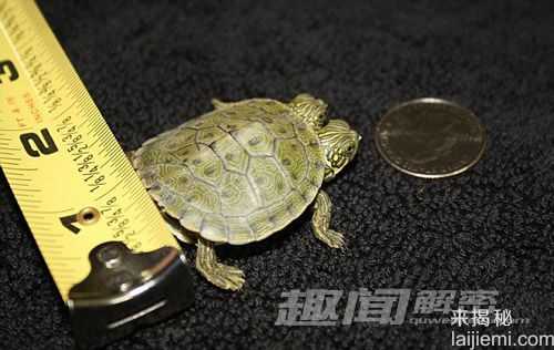 美国惊现连体双头龟 活像银元宝57 / 作者:UFO爱好者 / 帖子ID:66799