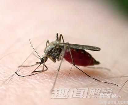 最毒的动物排行榜 第一竟然是蚊子！37 / 作者:UFO来啦 / 帖子ID:64228