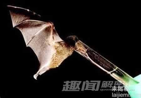 奇形怪状！10种身体不成比例的动物643 / 作者:UFO来啦 / 帖子ID:63454