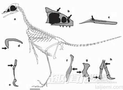 史上首只鸟类形成之谜：神秘的始祖鸟642 / 作者:UFO来啦 / 帖子ID:62782
