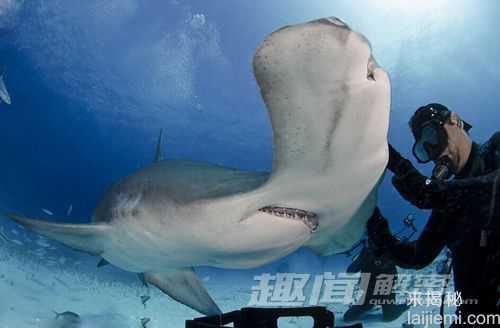 海洋冷血杀手鲨鱼之最 锤头鲨头似锤子580 / 作者:UFO来啦 / 帖子ID:64687