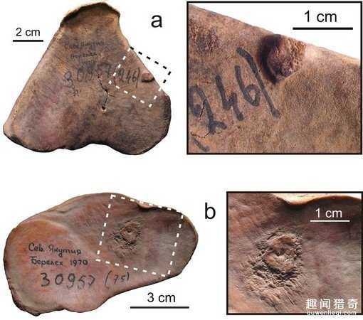 猛犸象为什么突然就从地球上消失了？真实原因令科学家害怕788 / 作者:UFO外星人爱好者 / 帖子ID:59218