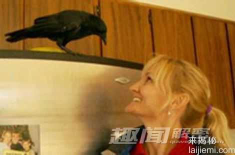 揭秘：乌鸦为什么会拥有短暂的记忆？52 / 作者:UFO外星人爱好者 / 帖子ID:60555