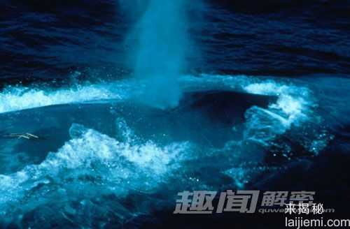 盘点地球上的十大巨型动物874 / 作者:UFO来啦 / 帖子ID:65147
