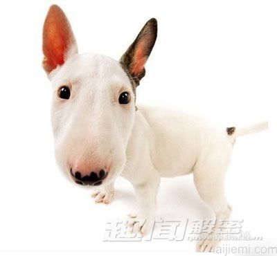 现实太令人震惊！盘点世界顶级恶犬432 / 作者:UFO来啦 / 帖子ID:64948