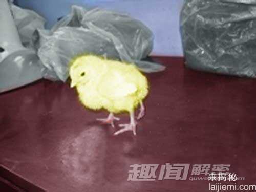 世上长相最怪异的动物-流浪猫酷似伏地魔30 / 作者:UFO来啦 / 帖子ID:61357