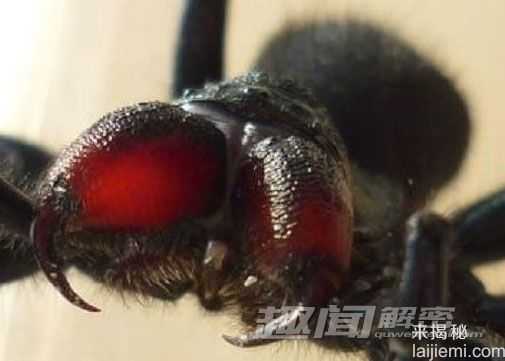 惊！盘点世界上十大最毒蜘蛛排行榜67 / 作者:UFO来啦 / 帖子ID:63821