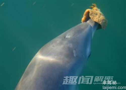 盘点世界上十大最聪明的动物99 / 作者:UFO来啦 / 帖子ID:65042