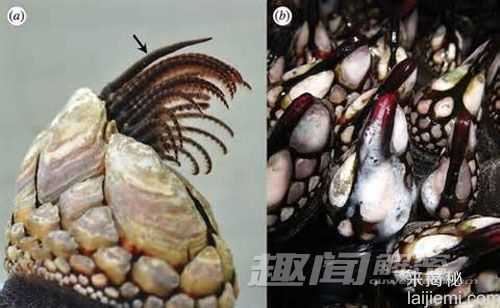 奇形怪状！10种身体不成比例的动物829 / 作者:UFO来啦 / 帖子ID:63454
