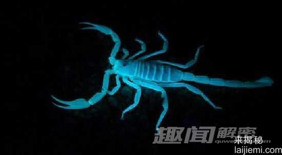自然界致命10大毒蝎：“死神的朋友”227 / 作者:UFO来啦 / 帖子ID:65608