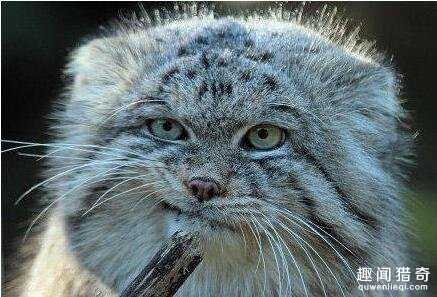 猫都很温顺？才不是！这种猫500万年来一直未被驯化729 / 作者:UFO爱好者 / 帖子ID:66710