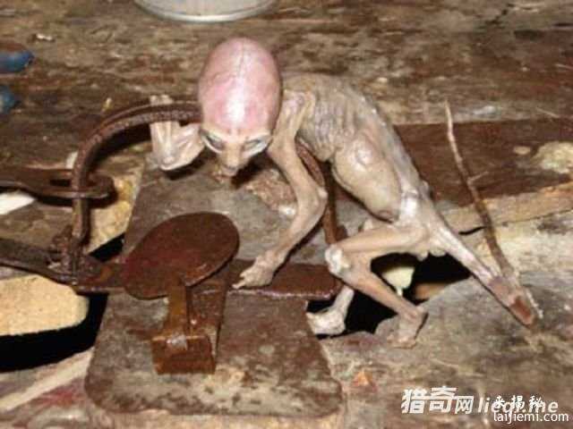 风干成木乃伊的外星人北鼻175 / 作者:UFO来啦 / 帖子ID:60907