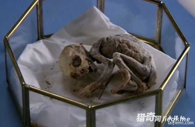 风干成木乃伊的外星人北鼻330 / 作者:UFO来啦 / 帖子ID:60907