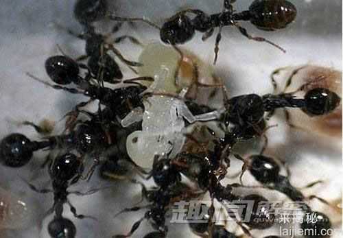 10则关于蚂蚁的秘闻-兵蚁已存在至少1亿年319 / 作者:UFO来啦 / 帖子ID:61169